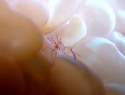 'Shrimp In Bubble Coral'. Taken in Mabul Island (Borneo).... by Mohd Murtaza 